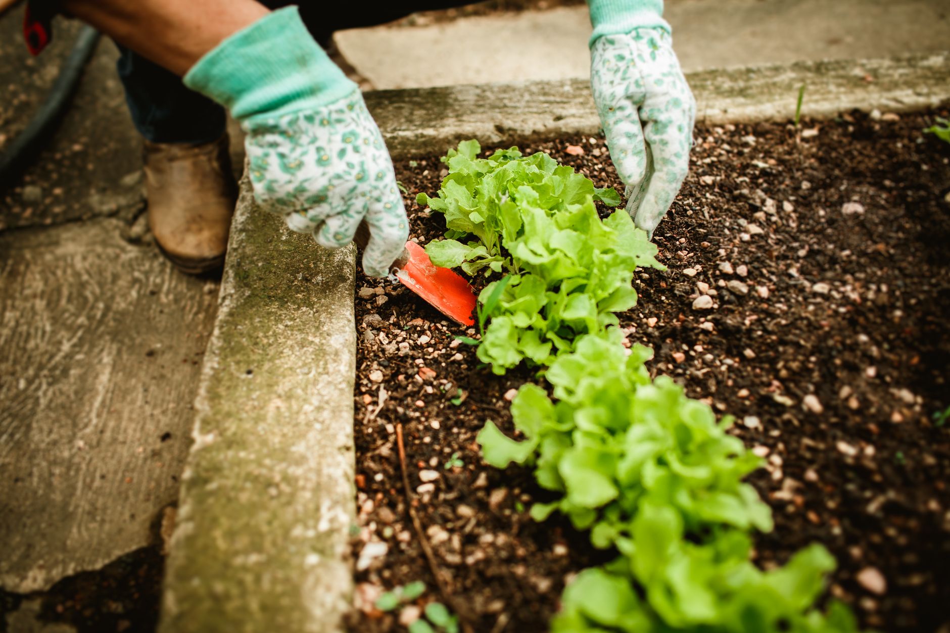 Calendrier de plantation : principes généraux et adaptation au microclimat — calendrier de plantation potager