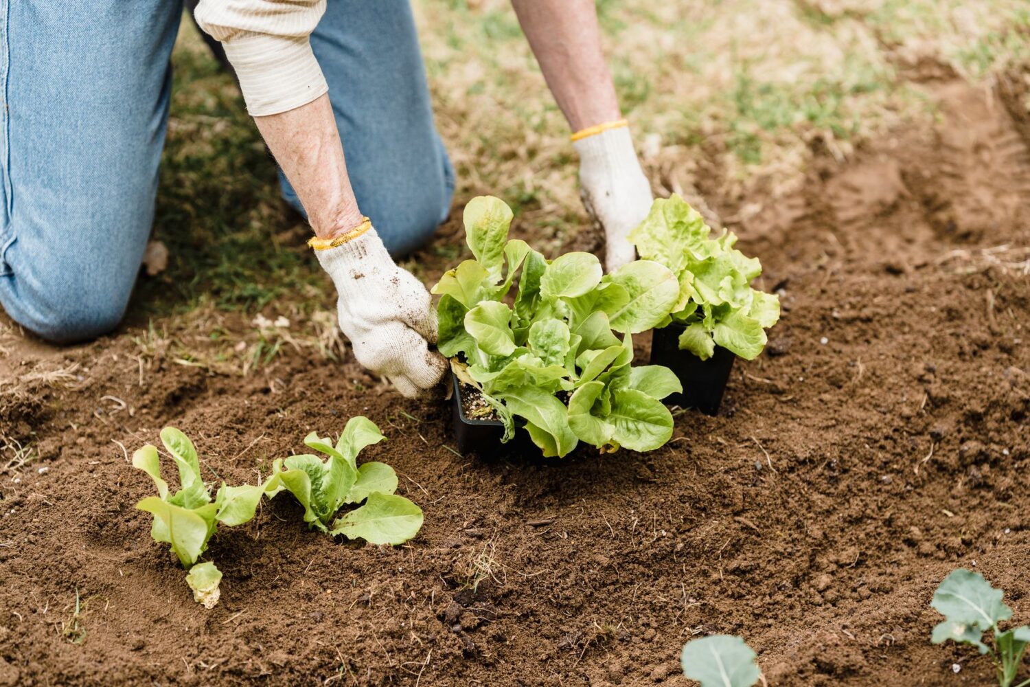 Calendrier de plantation des fruits et légumes : quand planter au potager ?